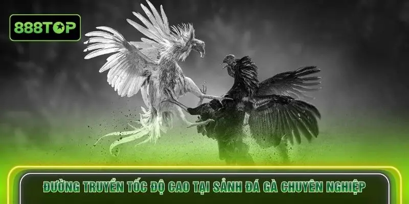 Đường truyền tốc độ cao tại sảnh đá gà chuyên nghiệp